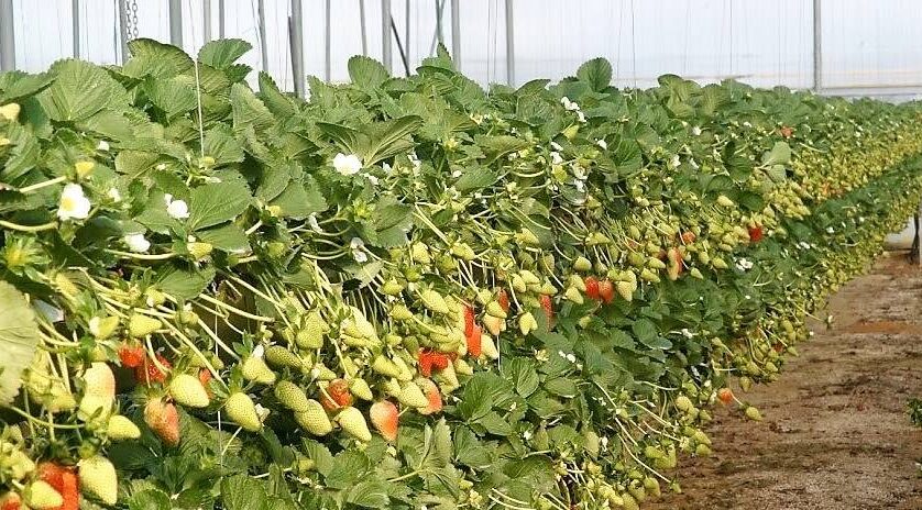 FRESA-sin-suelo|Fresa Variedades-Huelva|Fresa Programas de mejora-Ifapa|fresas-bosch